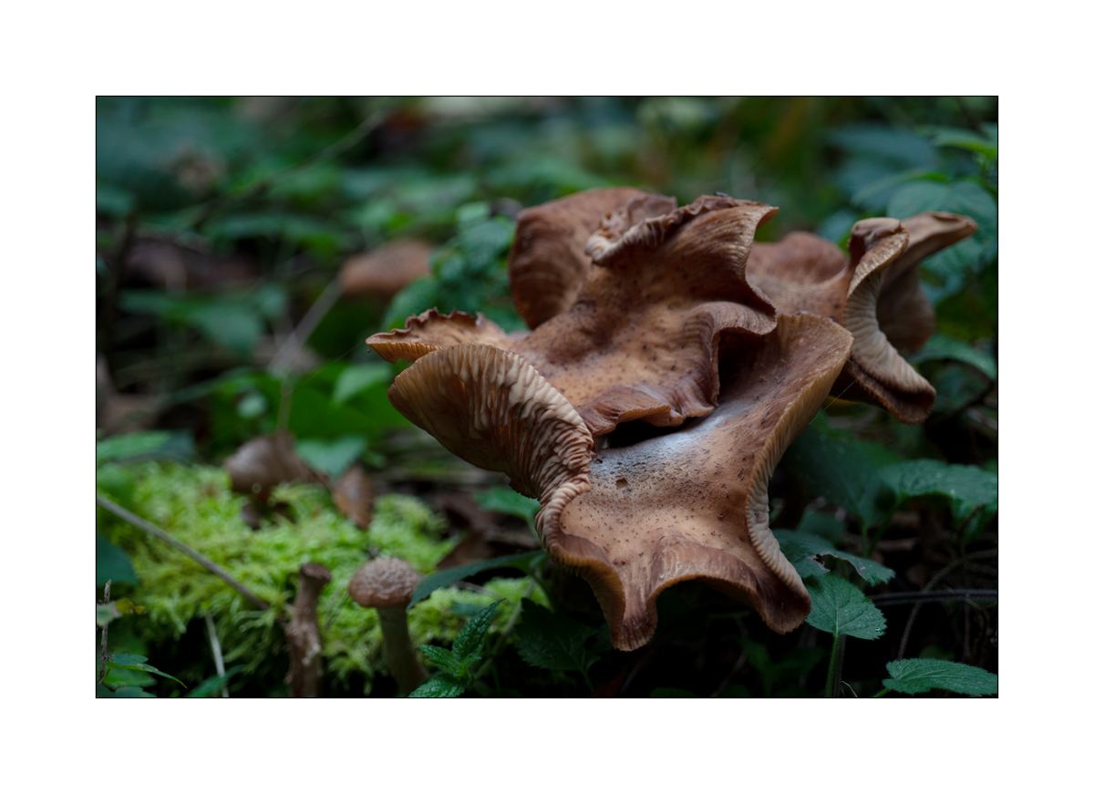PilzDSC_3062.jpg