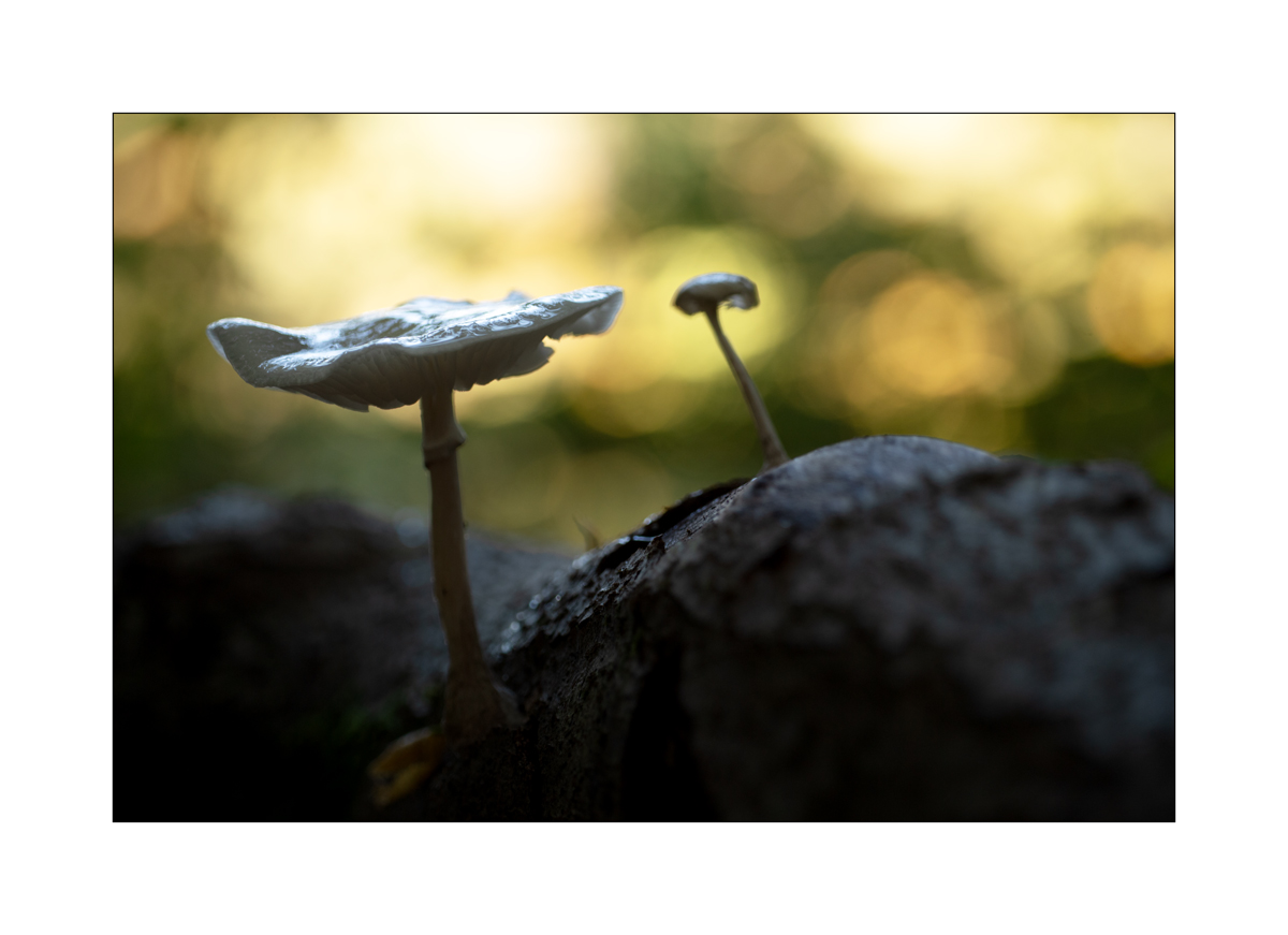 PilzDSC_3111.jpg