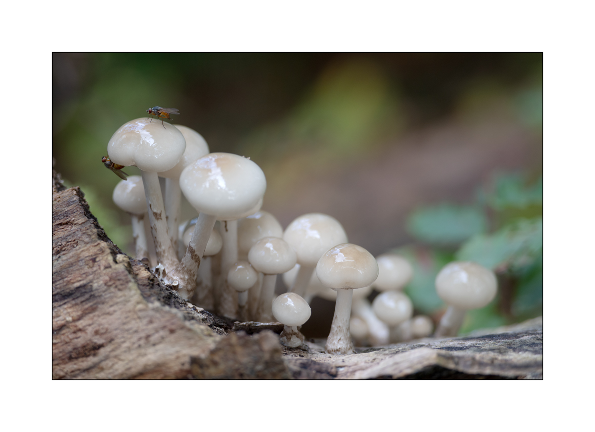 PilzDSC_3204.jpg
