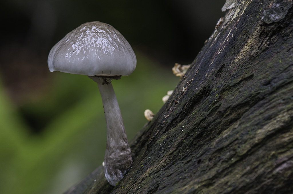pilze 01