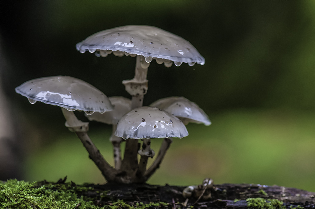 pilze 02