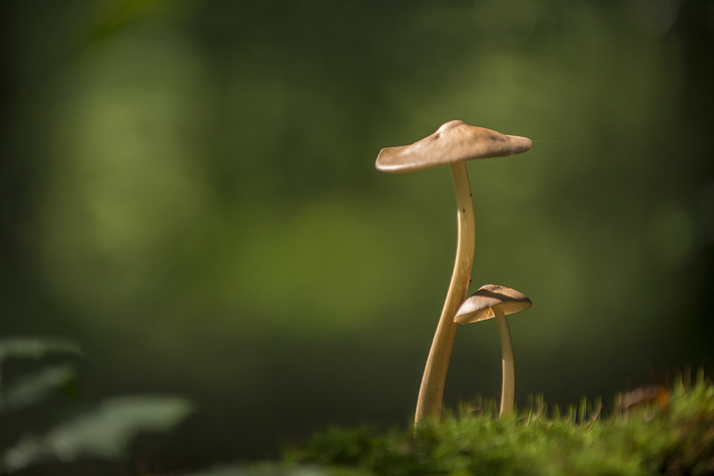 pilze 03