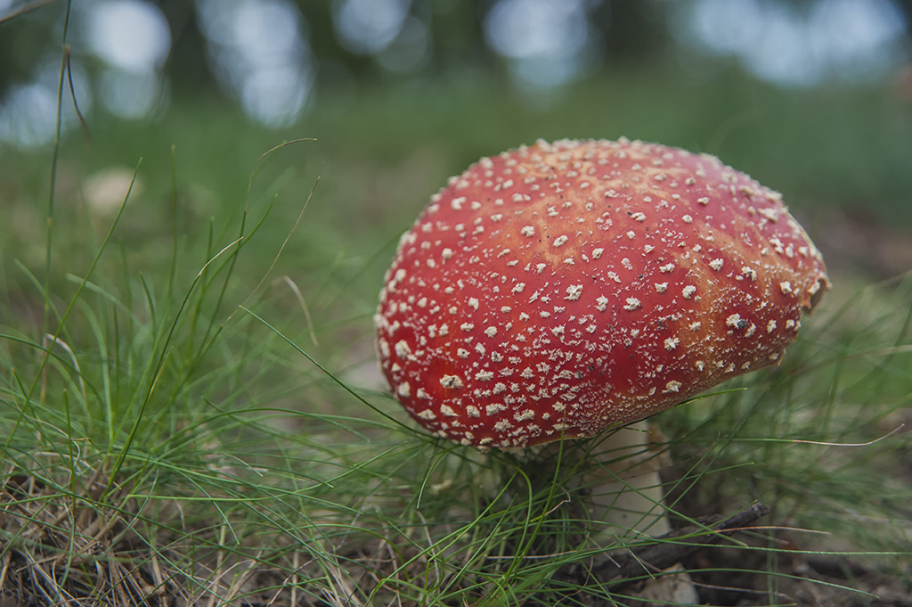 pilze 04