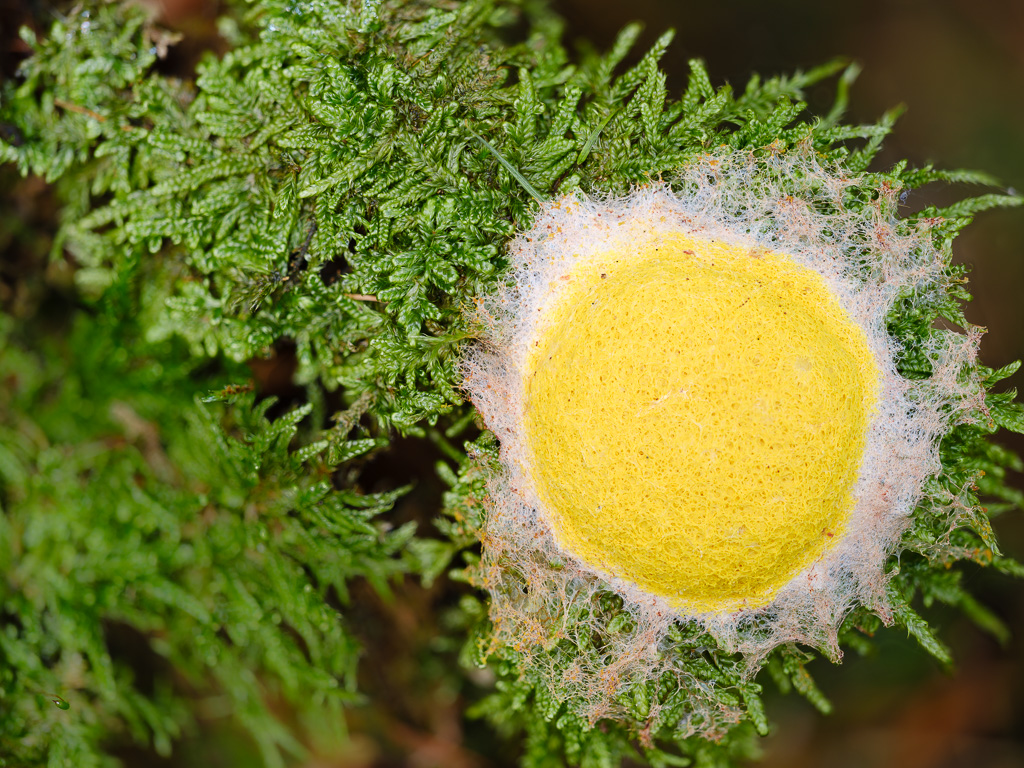 Pilze (1 von 3)