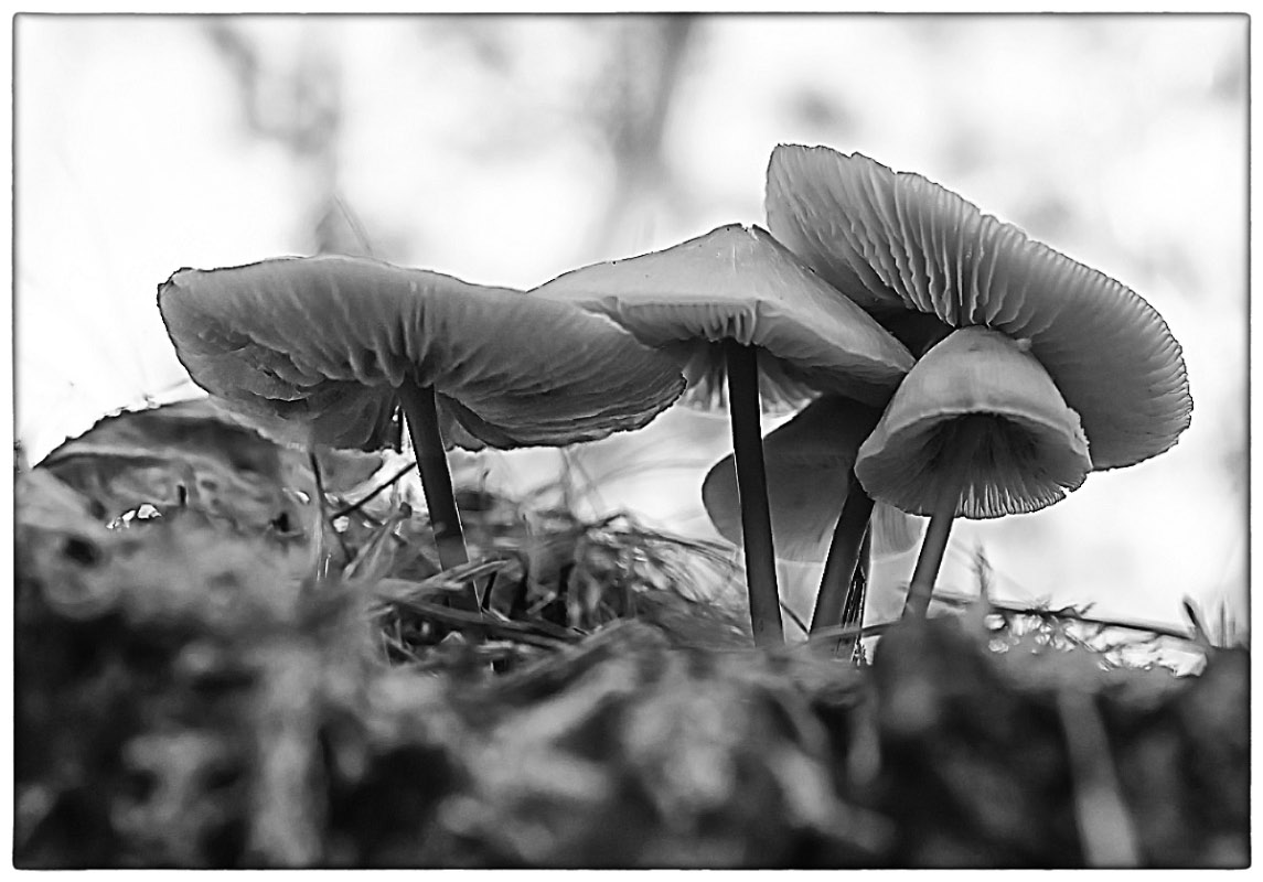 Pilze 1_BW.jpg