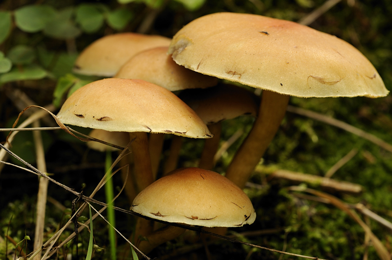 Pilze 2  17.10.09