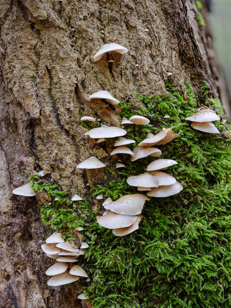 Pilze (2 von 2)