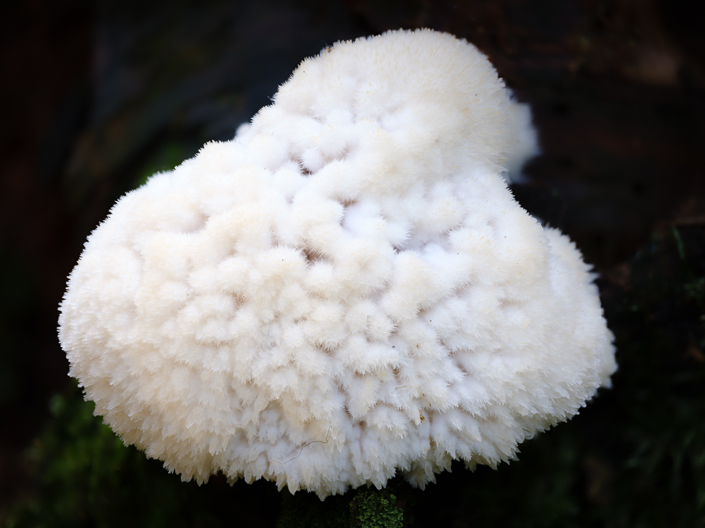 Pilze (2 von 3)
