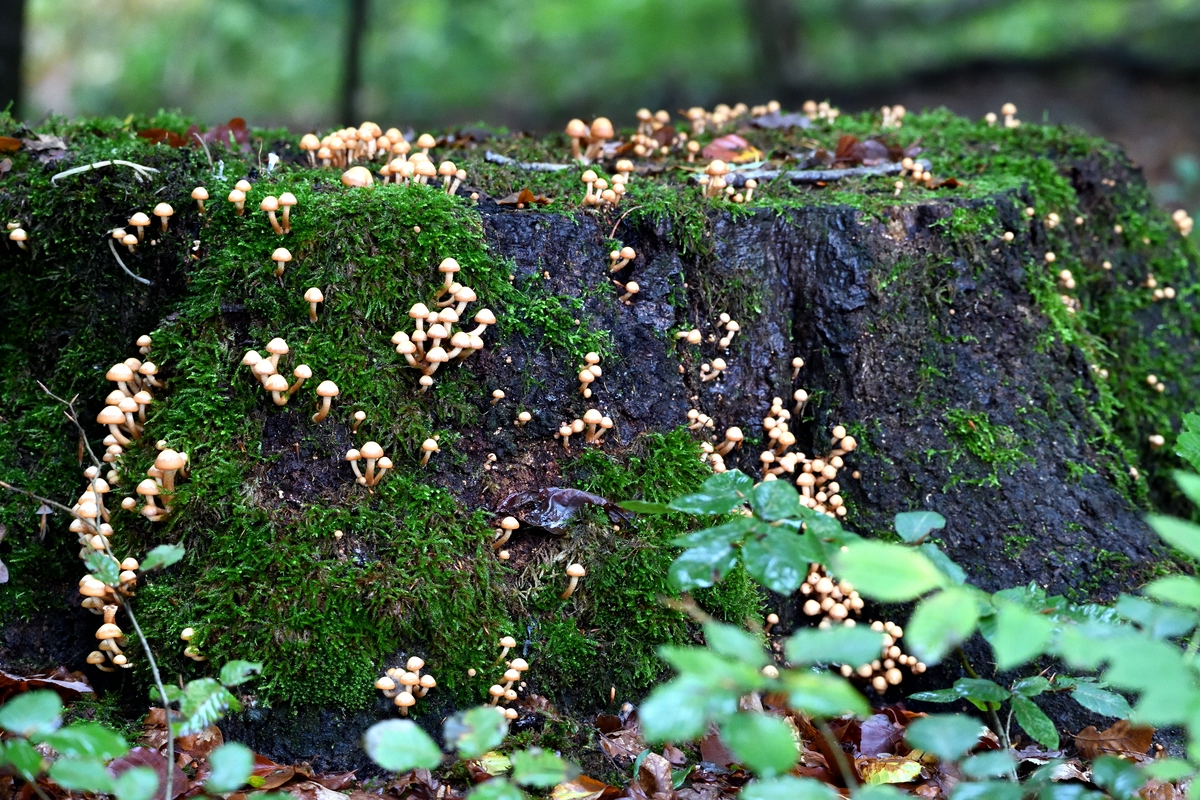 Pilze 3.jpg