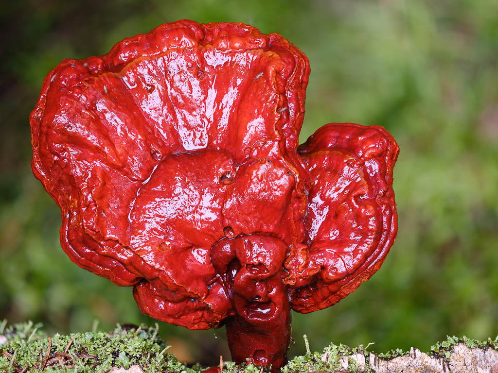 Pilze (4 von 3)