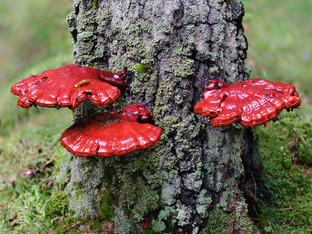 Pilze (5 von 3)