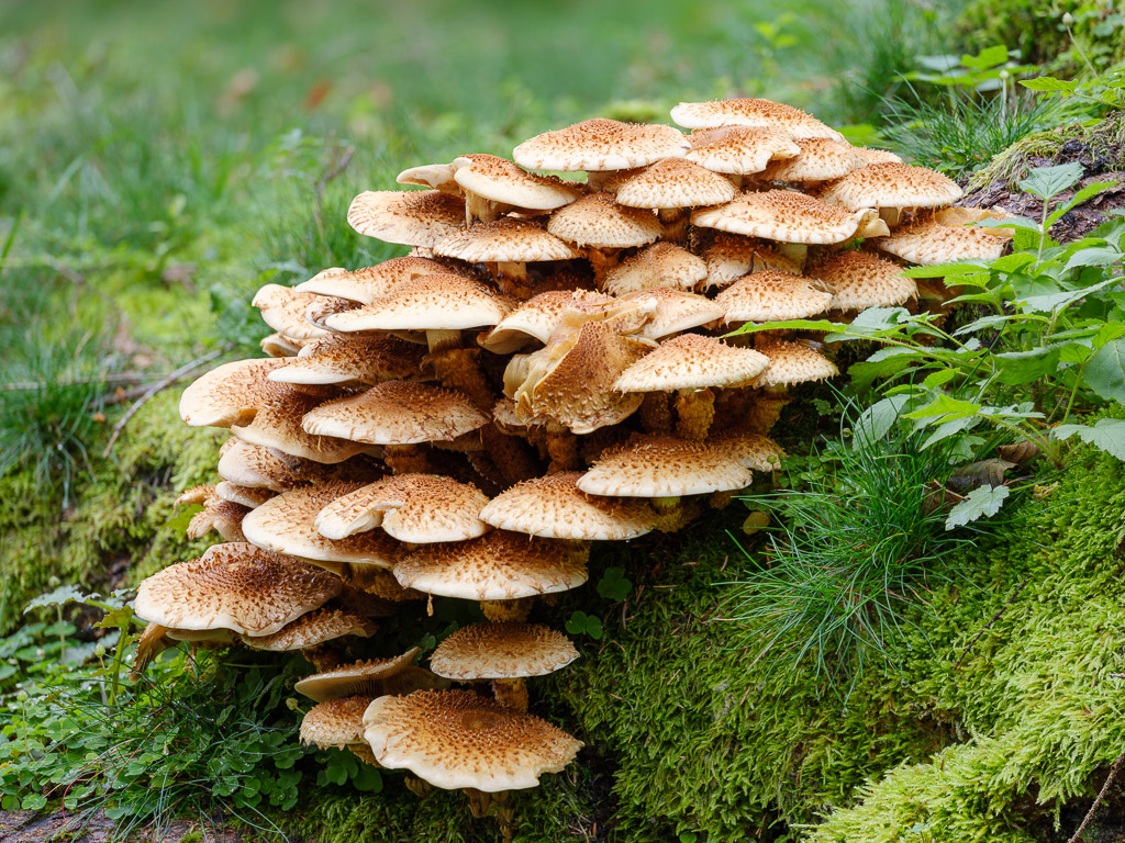 Pilze (6 von 3)