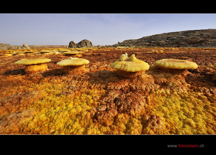 Pilze des Dallol
