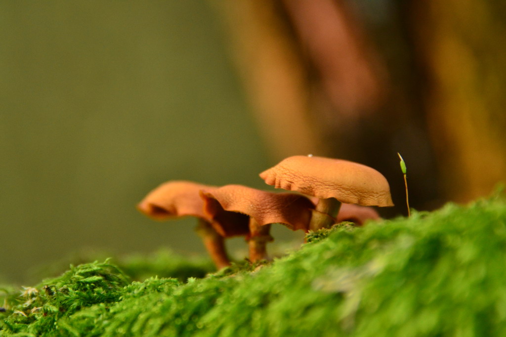 Pilze im Moos