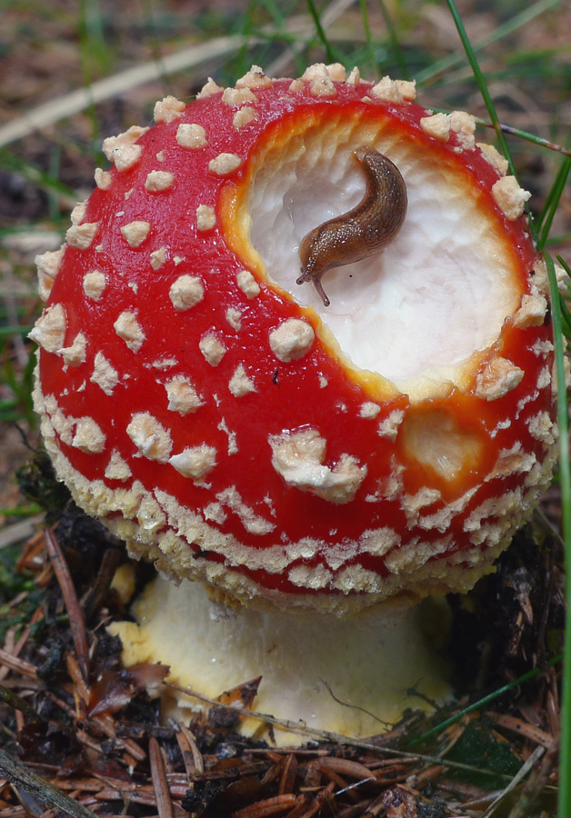 Pilze Okt 09 024 250