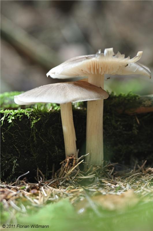 Pilze