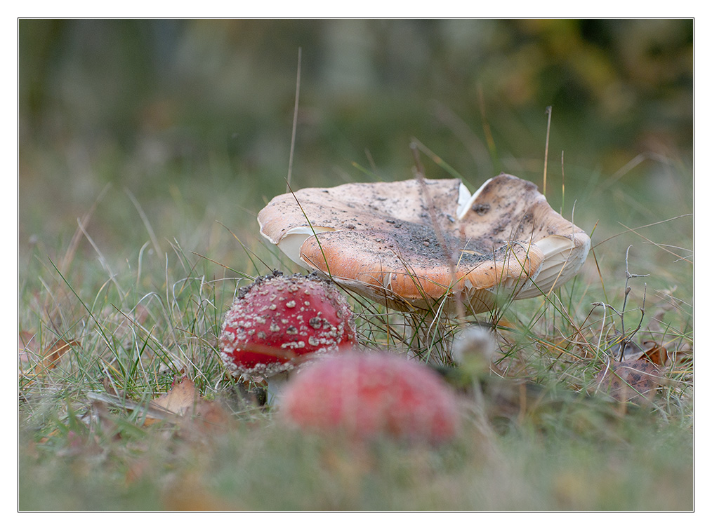 Pilze