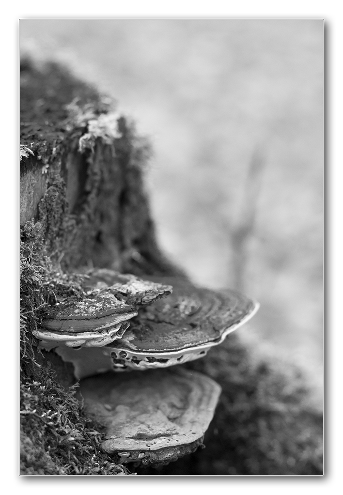 pilze