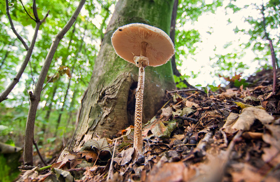 Pilze