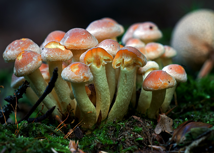 pilze