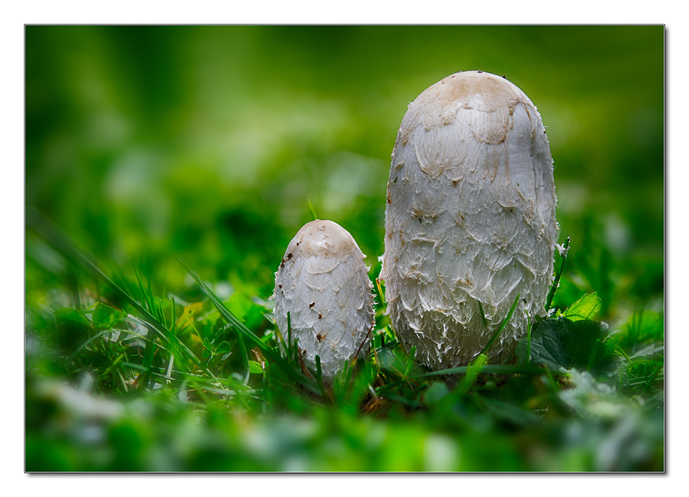 Pilze1