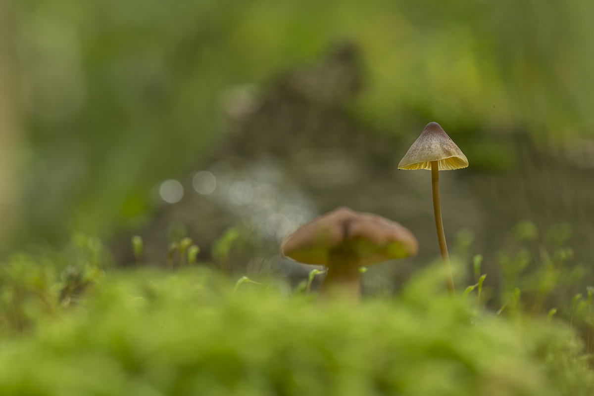 pilze12
