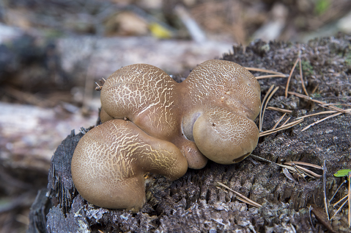 pilze13
