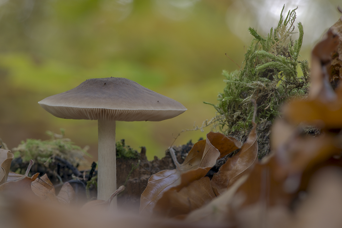 pilze13