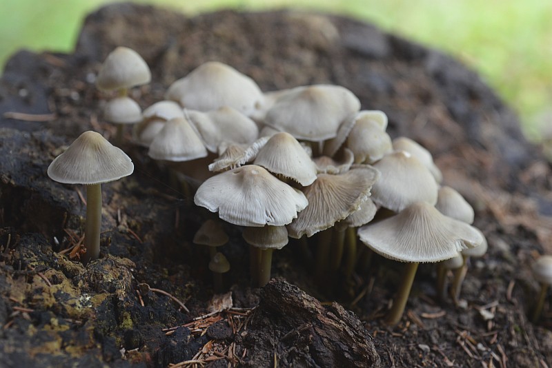 pilze4