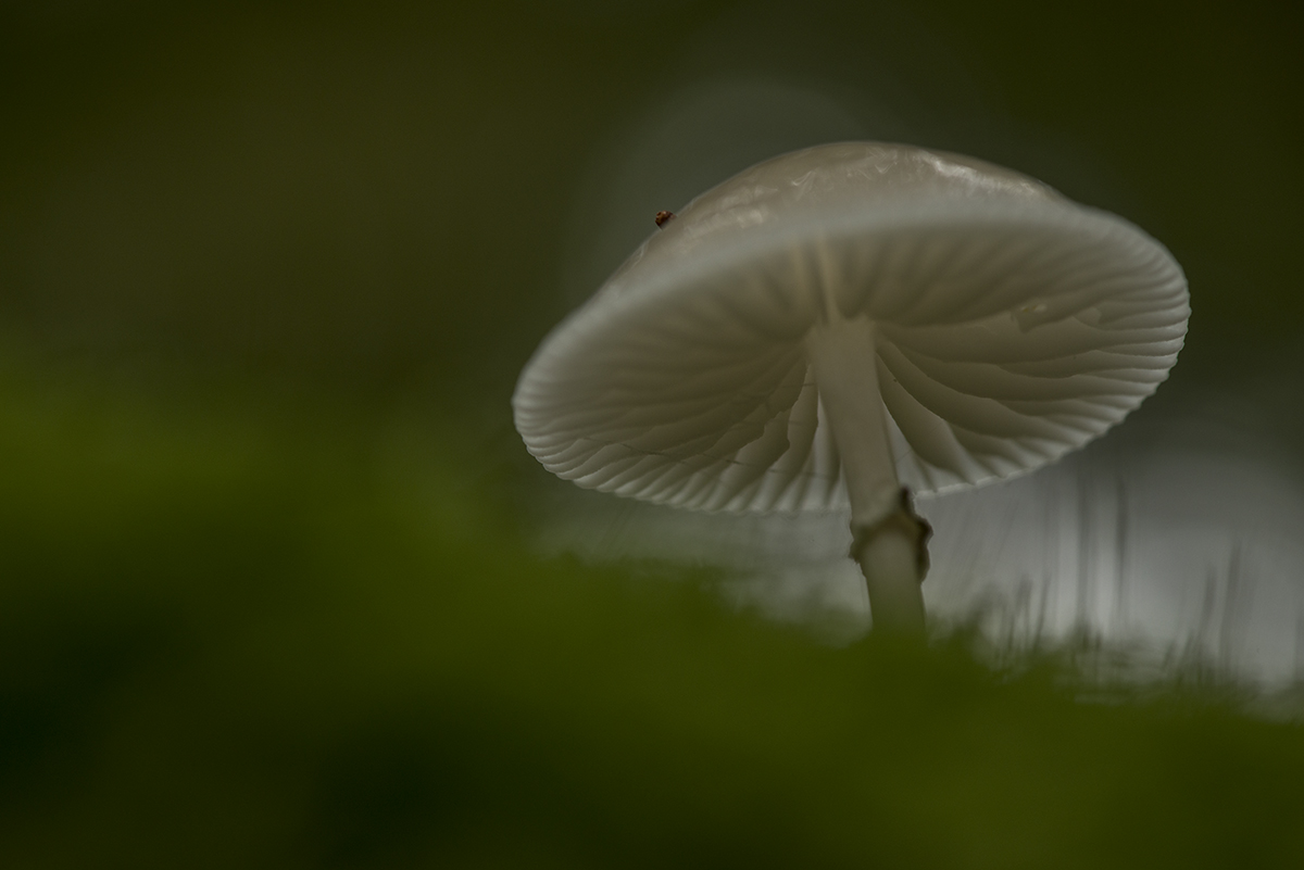 pilze8