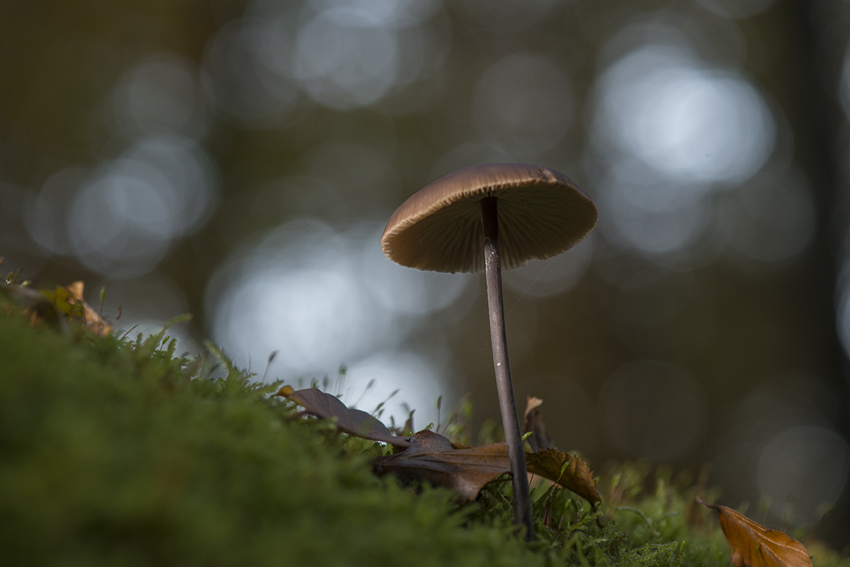 pilze9