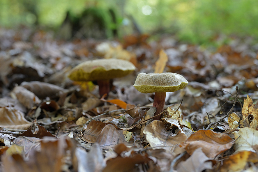 Pilze_ZF11122_15x10x150.jpg