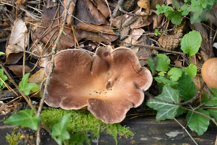 Pilze_ZF11132_15x10x150.jpg