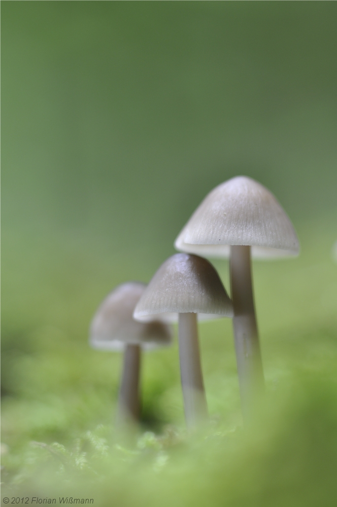 Pilzgrüppchen