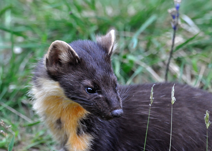 pinemarten1