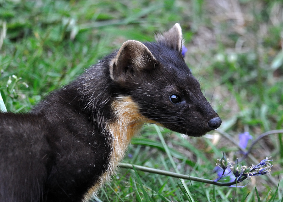 pinemarten2