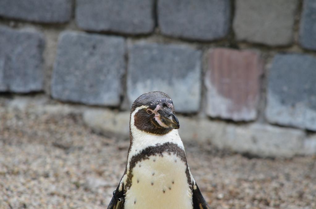 pingu