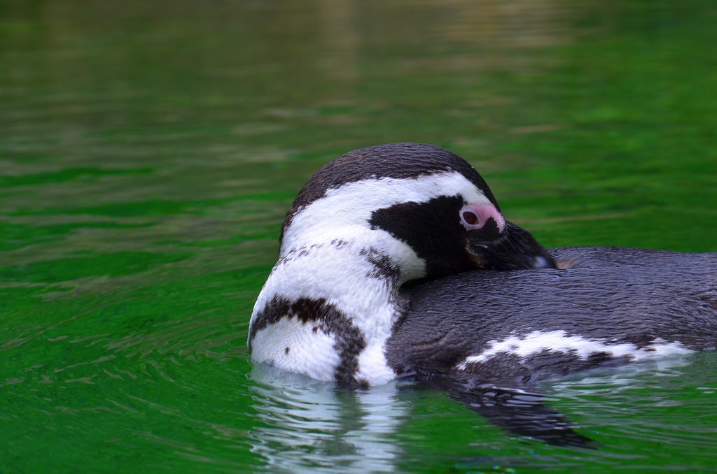 Pinguin 1