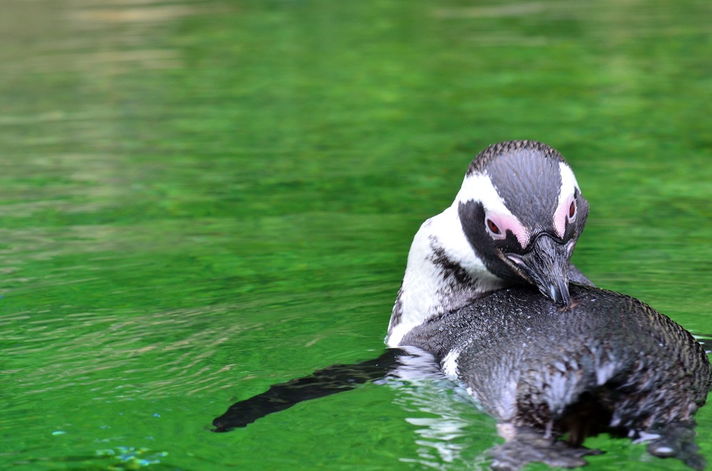Pinguin 2