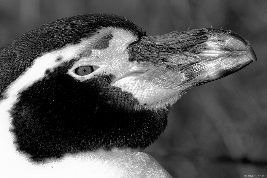 Pinguin D2X 6233 1a sw