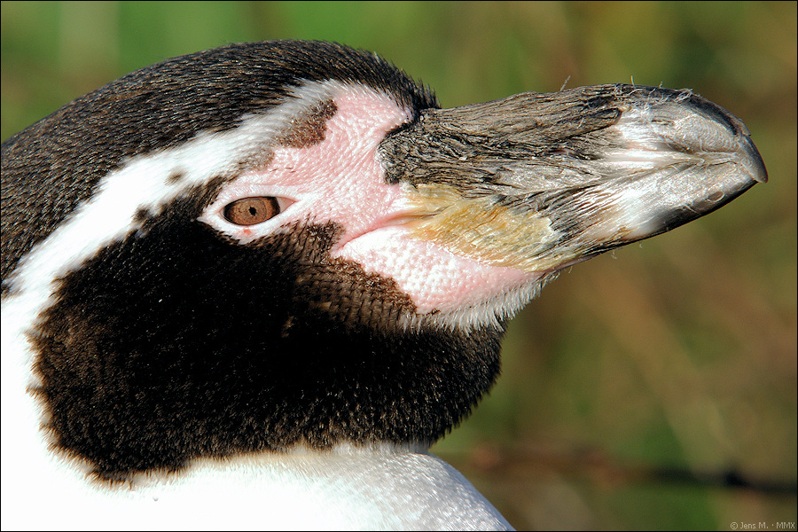 Pinguin D2X 6233 1a