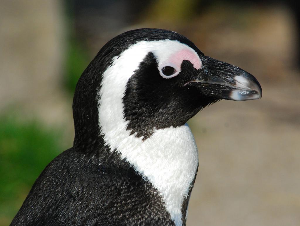Pinguin im Profil