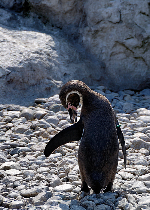 Pinguin in  Schoenbrunn