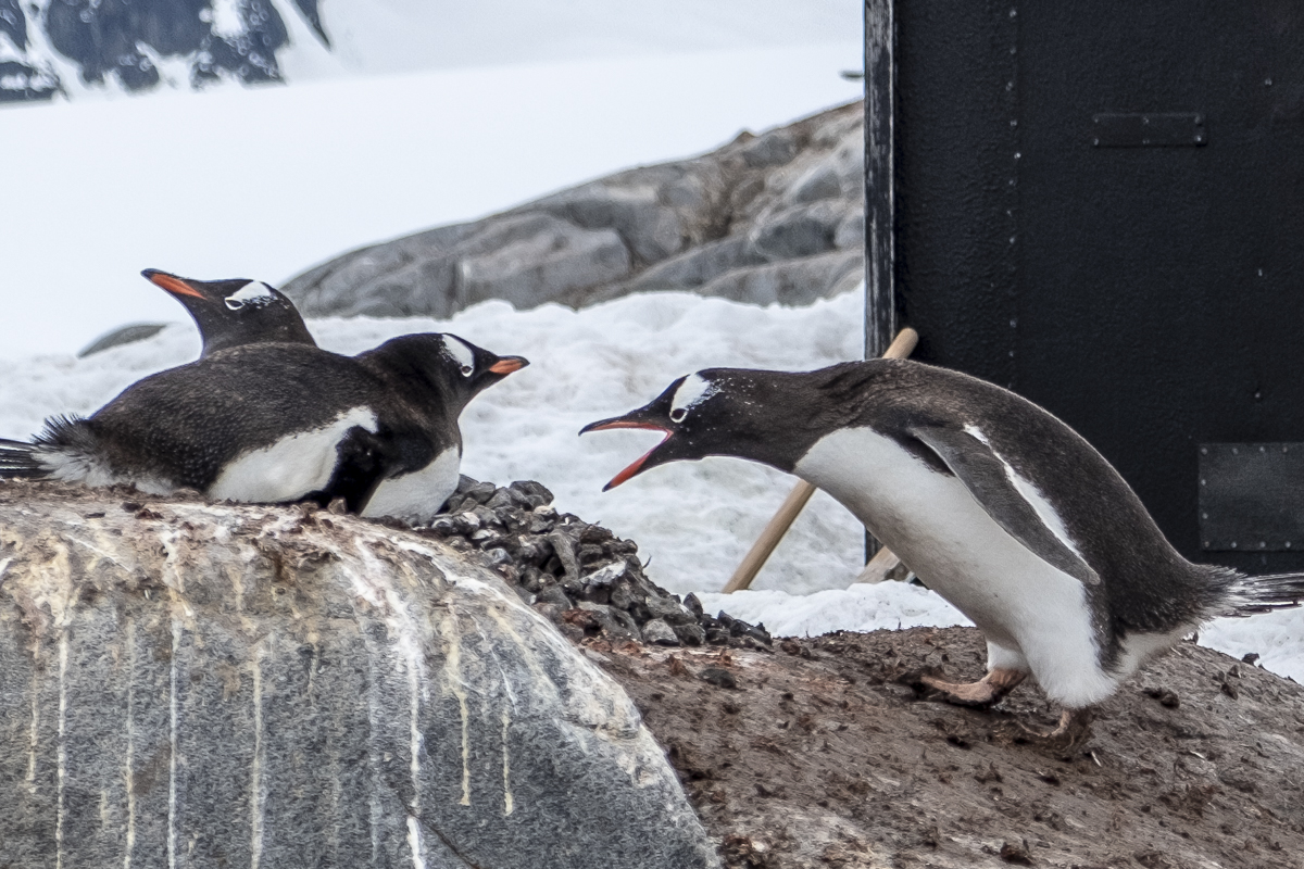 Pinguin schreit