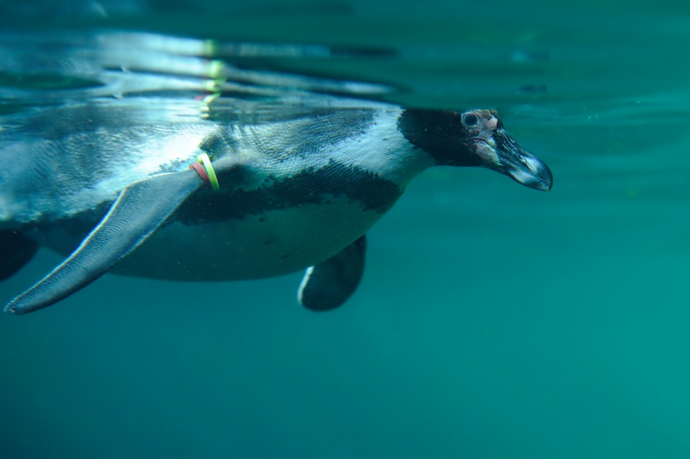 Pinguin
Tiergarten Nürnberg