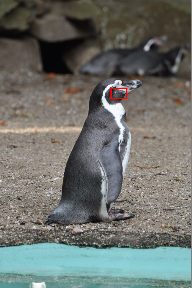 pinguin