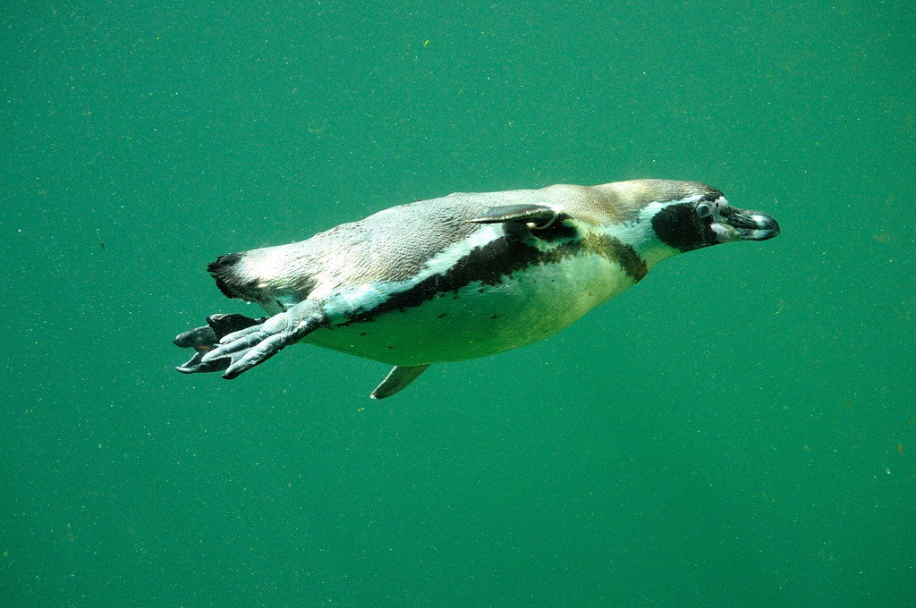 Pinguin