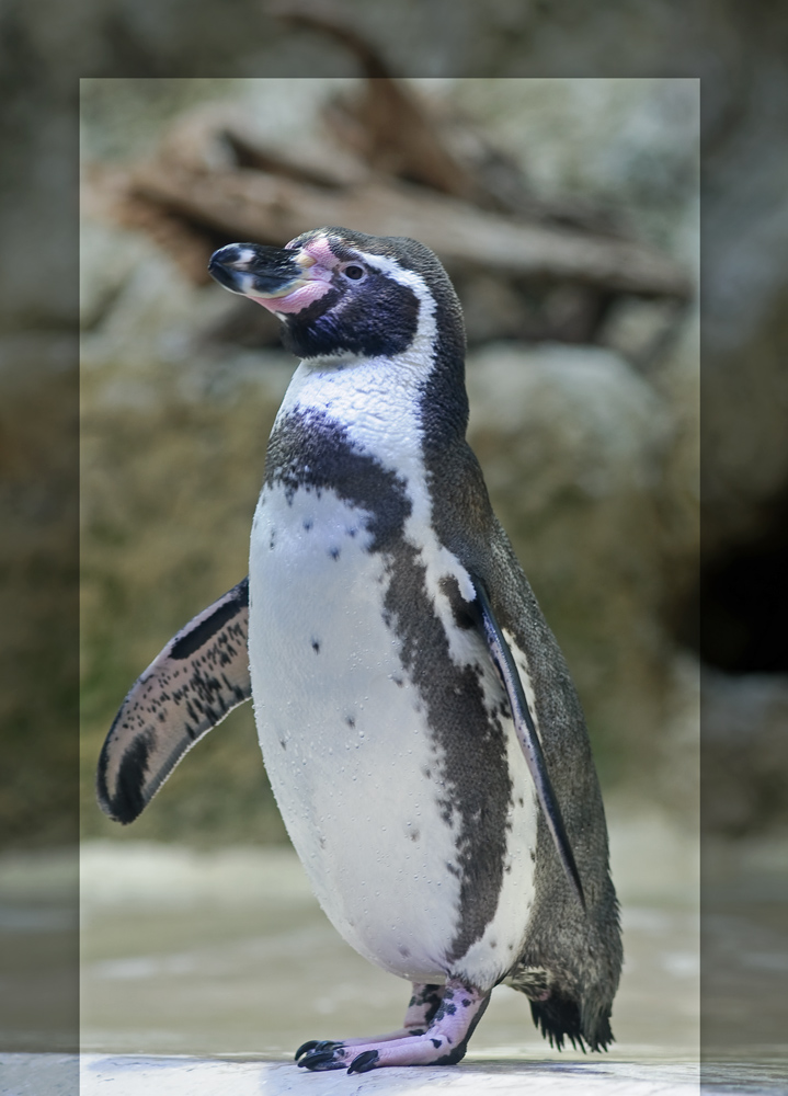 Pinguin