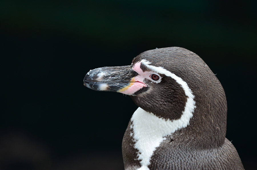 pinguin2