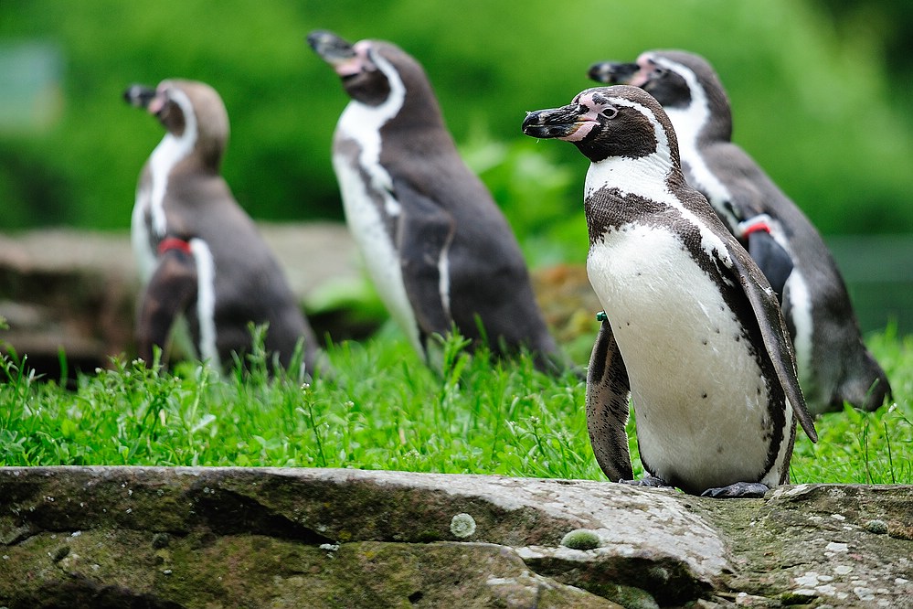 Pinguin4